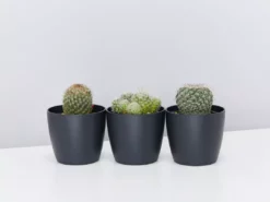 Elho Plant + Pot Multi Packs Mini Eco Gifting Pots With Cacti