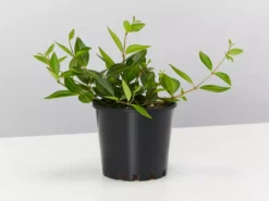 Pot + Plant Gift Box Peperomia Puteolata Diamond - Pot + Plant + Soil