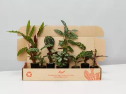Indoor Garden Calathea And Ctenanthe Houseplant Pack