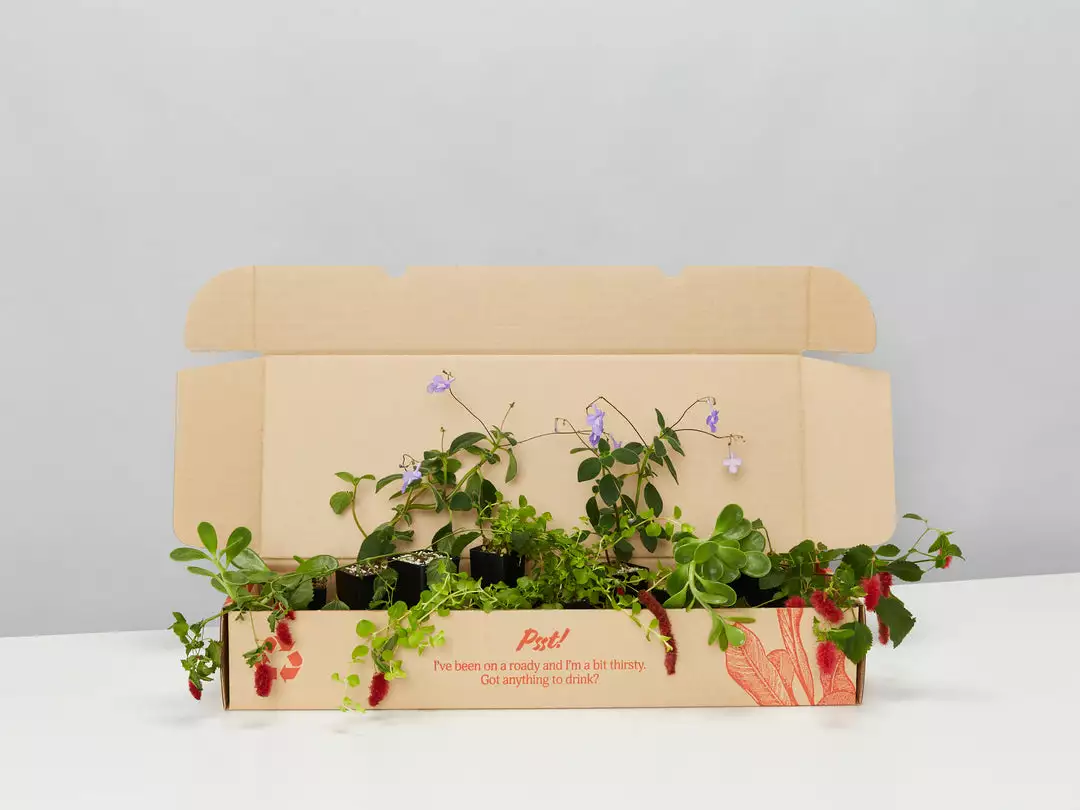 Shrubs Outdoor Assorted Hanging Plants Plant Packs 3 Shrubs Outdoor Assorted Hanging Plants Plant Packs