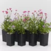 Shrubs Brachyscome Assorted Flower 🌸 Pack