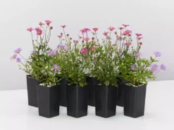 Shrubs Brachyscome Assorted Flower 🌸 Pack