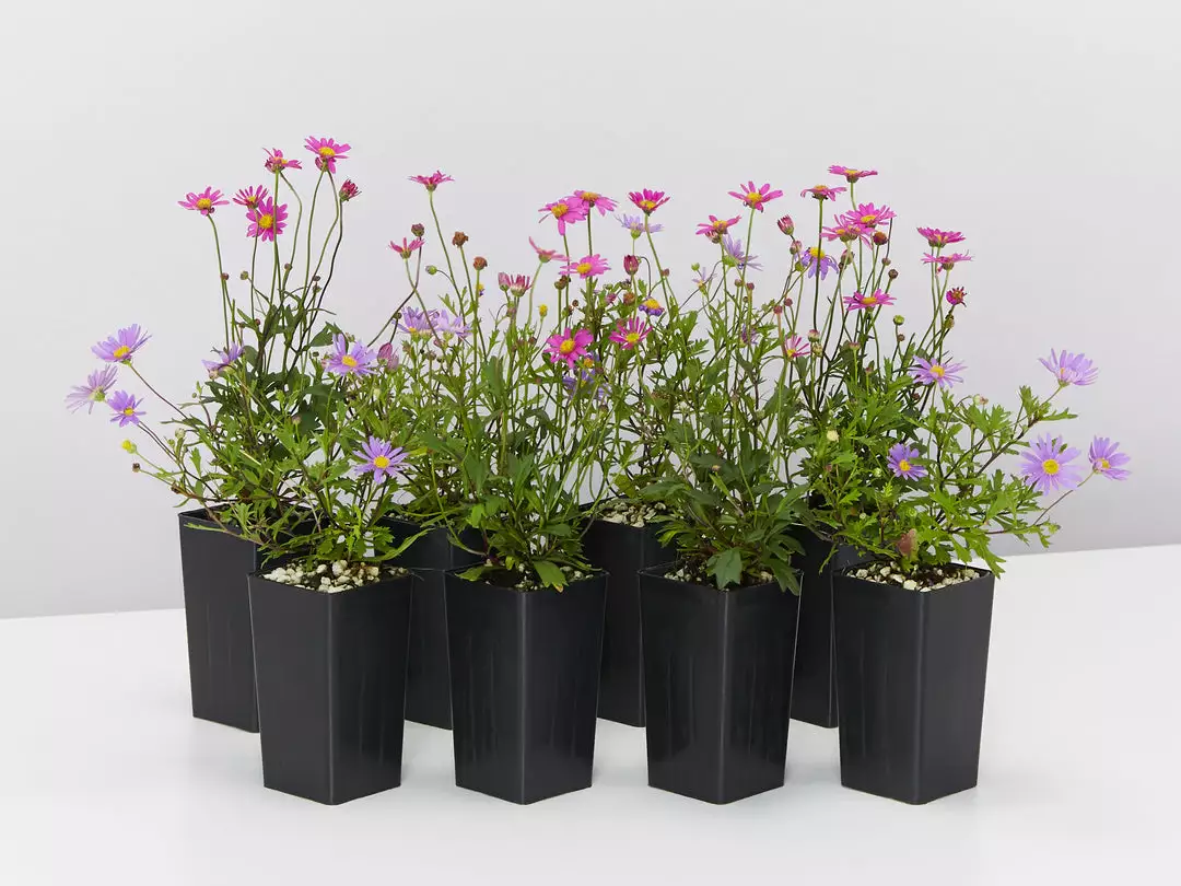 Shrubs Brachyscome Assorted Flower 🌸 Pack 3 Shrubs Brachyscome Assorted Flower 🌸 Pack