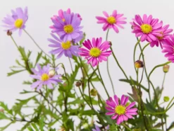 Shrubs Brachyscome Assorted Flower 🌸 Pack 7 Shrubs Brachyscome Assorted Flower 🌸 Pack