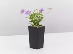 Shrubs Border Plants Sun Loving Potted Pretties Mix