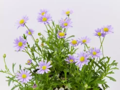 Shrubs Native Mixed Pack