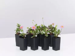 Shrubs Ground Covers Brachyscome Multifida Fresco Candy