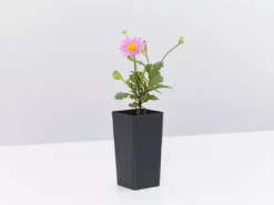 Shrubs Ground Covers Brachyscome Multifida Fresco Candy