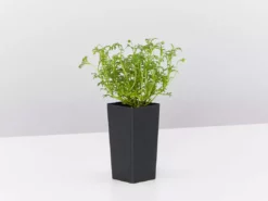 Shrubs Border Plants Brachyscome Multifida Pacific Sky 8 Shrubs Border Plants Brachyscome Multifida Pacific Sky