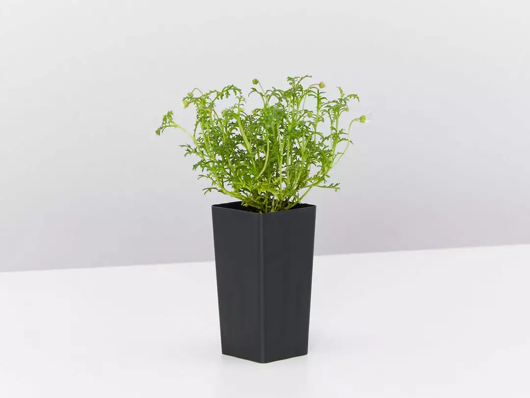 Shrubs Border Plants Brachyscome Multifida Pacific Sky 5 Shrubs Border Plants Brachyscome Multifida Pacific Sky