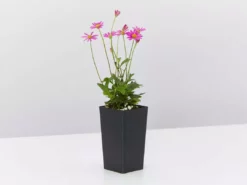 Shrubs Brachyscome Multifida Radiant Magenta Ground Covers