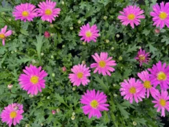 Shrubs Ground Covers Brachyscome Multifida Fresco Candy