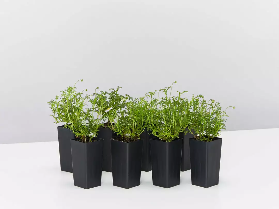 Shrubs Border Plants Brachyscome Multifida Pacific Sky 4 Shrubs Border Plants Brachyscome Multifida Pacific Sky