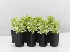 Shrubs Brunfelsia Latifolia Compacta Variegata