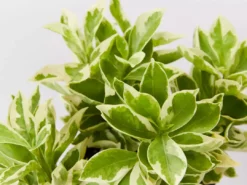 Shrubs Brunfelsia Latifolia Compacta Variegata