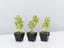 Shrubs Brunfelsia Latifolia Compacta Variegata - 85mm