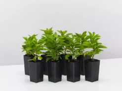 Shrubs Brunfelsia Latifolia "Yesterday, Today And Tomorrow"