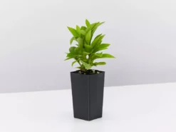 Shrubs Brunfelsia Latifolia Sweet Petite