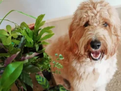 Indoor Garden Pet-Friendly Indoor Plant Pack 🐶