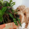 Indoor Garden Pet-Friendly🐶 Indoor Plant Pack - 85mm Pet-friendly Indoor Plants 2 Indoor Garden Pet-Friendly🐶 Indoor Plant Pack - 85mm Pet-friendly Indoor Plants