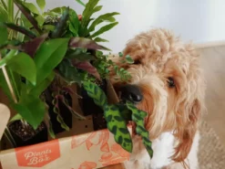 Indoor Garden Pet-Friendly🐶 Indoor Plant Pack - 85mm Pet-friendly Indoor Plants