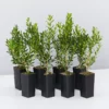 Buxus Harlandii Mystique Low Growing Hedge Shrubs 2 Buxus Harlandii Mystique Low Growing Hedge Shrubs