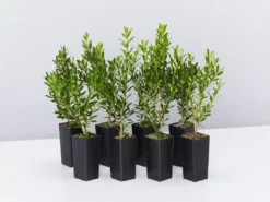 Buxus Harlandii Mystique Low Growing Hedge Shrubs