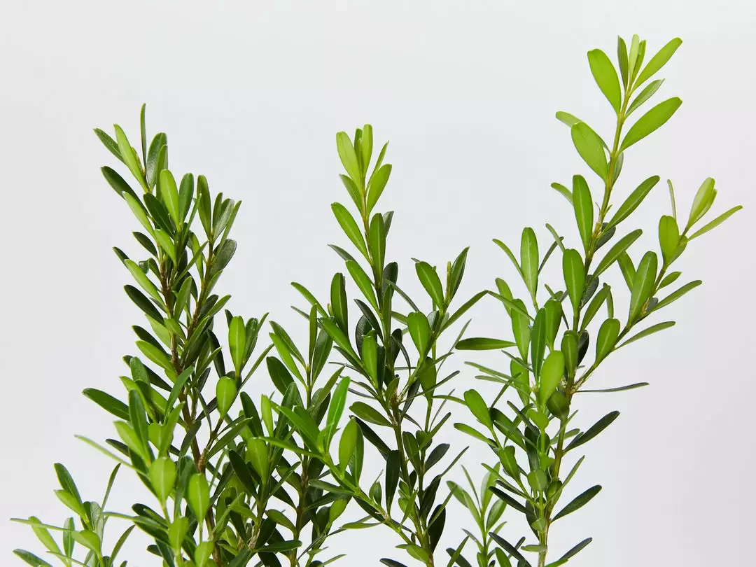 Buxus Harlandii Mystique Low Growing Hedge Shrubs 5 Buxus Harlandii Mystique Low Growing Hedge Shrubs