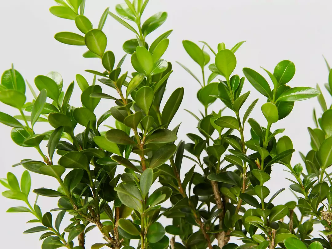 Hedge Buxus Microphylla 'Faulkner' 4 Hedge Buxus Microphylla 'Faulkner'