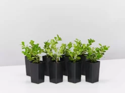 Hedge Buxus Microphylla Japonica Hedging Plants
