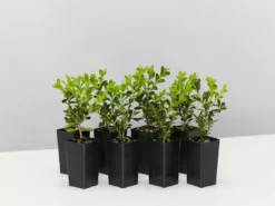 Shrubs Buxus Microphylla Microphylla Korean Box Hedge