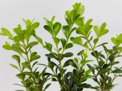 Shrubs Buxus Microphylla Microphylla Korean Box Hedge