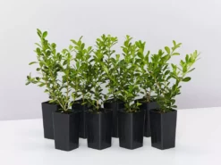 Hedge Shrubs Buxus Sempervirens