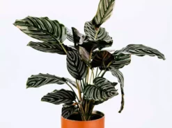 Indoor Garden Calathea Ornata Sanderiana Pet-Friendly Outdoor
