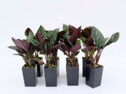 Indoor Garden Calathea Ornata Sanderiana Pet-Friendly Outdoor