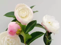 Hedge Shrubs Camellia Assorted Pack