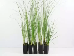 Shrubs Carex Appressa