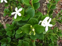 Hedge Carissa Grandiflora 'Desert Star'