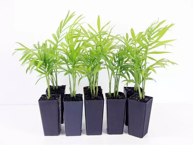 Indoor Garden Chamaedorea Elegans Parlor Palm 4 Indoor Garden Chamaedorea Elegans Parlor Palm