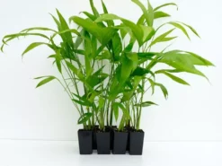 Indoor Garden Chamaedorea Klotzschiana Full Sun