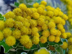 Shrubs Border Plants Chrysanthemum Silver And Gold