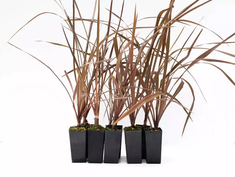 Shrubs Cordyline Purpurea 'Purple Cabbage Tree' 3 Shrubs Cordyline Purpurea 'Purple Cabbage Tree'