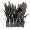Shrubs Cordyline Fruticosa 'Caruba Black' Full Sun