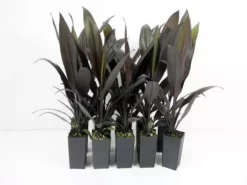 Shrubs Cordyline Mixed Pack 10 Shrubs Cordyline Mixed Pack