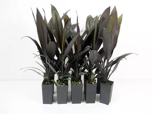 Shrubs Cordyline Mixed Pack 5 Shrubs Cordyline Mixed Pack