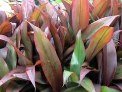Shrubs Cordyline Fruticosa 'Firestorm' Full Sun