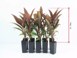 Shrubs Cordyline Fruticosa 'Firestorm' Full Sun