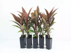 Shrubs Cordyline Fruticosa'Firestorm' Full Sun