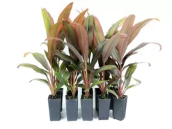 Shrubs Cordyline TI Hawaiian Flag Full Sun