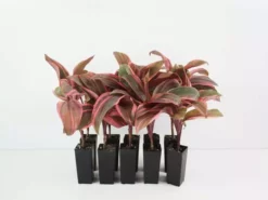 Shrubs Cordyline T. Pink Champion